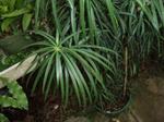 afrocarpus mannii