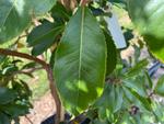 arbutus canariensis