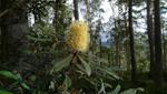 banksia integrifolia