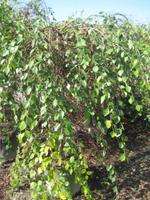 betula nigra summer cascade