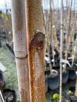 betula platyphylla var japonica