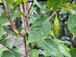 betula utilis subsp jacquemontii jermyns