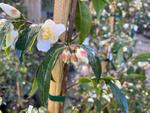 camellia ariels song