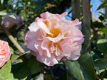 camellia high fragrance
