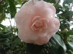 camellia japonica ave maria