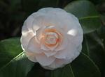 camellia japonica ave maria