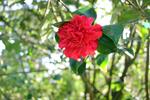 camellia japonica kramers supreme