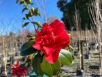 camellia japonica mark alan