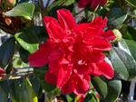 camellia japonica mark alan
