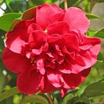 camellia japonica tom knudsen