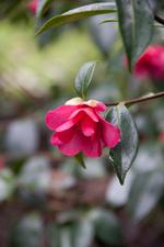 camellia sasanqua crimson king