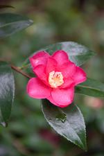 camellia sasanqua crimson king