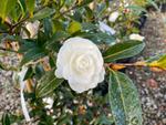 camellia sasanqua early pearly