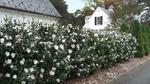 camellia sasanqua mine no yuki