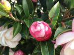 camellia sasanqua paradise blush