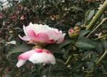camellia sasanqua paradise sayaka
