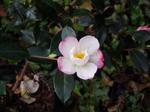 camellia sasanqua paradise sayaka