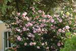camellia sasanqua plantation pink