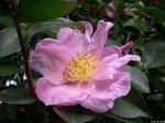camellia sasanqua plantation pink
