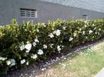 camellia sasanqua setsugekka