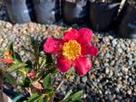 camellia x vernalis yuletide