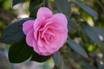 camellia x williamsii water lily