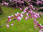 cercis canadensis forest pansy