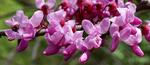 cercis canadensis forest pansy