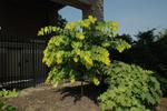 cercis canadensis hearts of gold