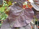 cercis canadensis ruby falls