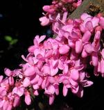 cercis canadensis silver lining