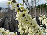 cercis chinensis spring snow