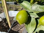 citrus x latifolia tahitian