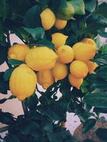 citrus x limon eureka