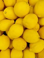 citrus x limon villa franca