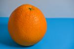 citrus x sinensis bests seedless