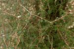 coprosma virescens