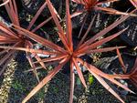 cordyline australis red star