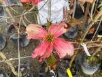 cornus florida stokes pink
