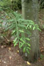 dacrycarpus dacrydioides