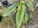 eriobotrya japonica