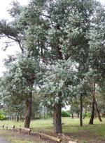 eucalyptus cinerea