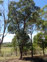 eucalyptus crenulata