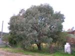 eucalyptus nicholii