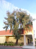 eucalyptus sideroxylon
