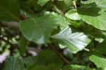 fagus sylvatica dawyck green