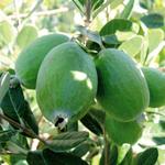 feijoa sellowiana gemini