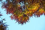 fraxinus angustifolia subsp oxycarpa raywood