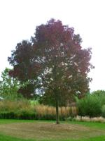 fraxinus angustifolia subsp oxycarpa raywood