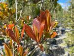 gordonia yunnanensis red tips